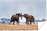 Poster Olifant - Dieren - Vlakte - Natuur - 60x40 cm