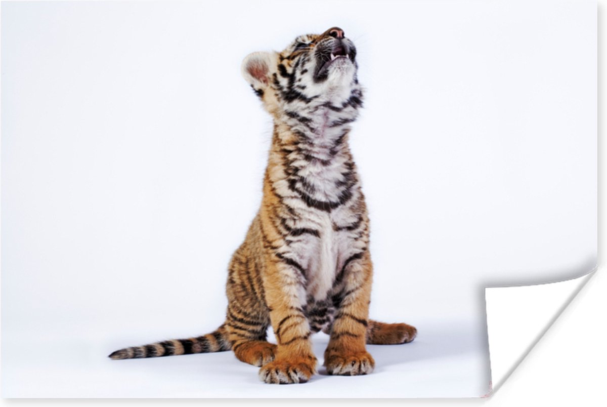 Poster Tijger - Welp - Wit - 60x40 cm