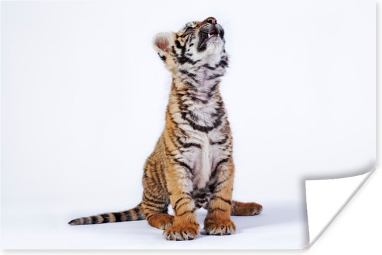Omhoogkijkende tijgerwelp Poster - Foto print op Poster (wanddecoratie)