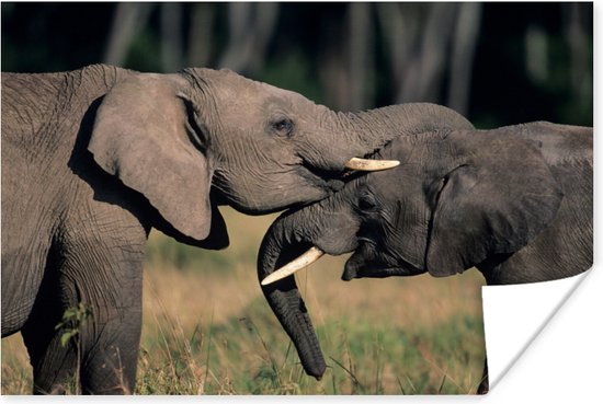 Affiche - Éléphants gambadants - 90x60 cm