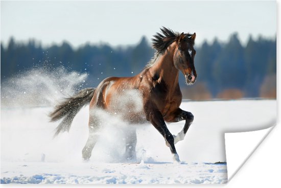 Poster Paard - Winter - Sneeuw