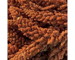 Vogelvoer- Rode Trosgierst- Chinese Trosgierst- Trosgierst Rood- 1 kilo