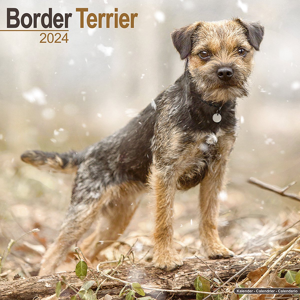 Border Terrier Kalender 2024
