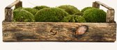 SYBASoil Levend Bolmos - 40x25x10cm - Vers en Groen - Natuurlijke Look