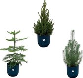 Forfait Noël - Araucaria (pin de chambre) + Pinus + Picea (arbre de Noël) comprenant elho Vibes Fold Round bleu - Taille du pot 18-22 cm - Hauteur 50-60 cm
