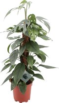 Plantenboetiek.nl | Epipremnum Pinnatum Cebu Blue - Ø 17cm - Hoogte 60cm