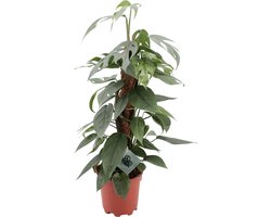 Plantenboetiek.nl | Epipremnum Pinnatum Cebu Blue - Ø17cm - 50-60cm hoog - Kamerplant - Groenblijvend