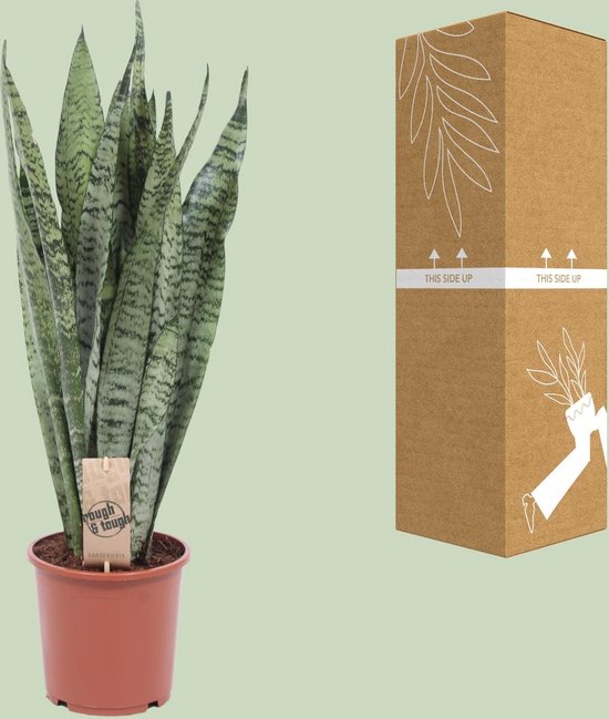 Sansevieria 'Zeylanica' - Pot 9 cm - Hoogte 35 cm | Leen Bakker