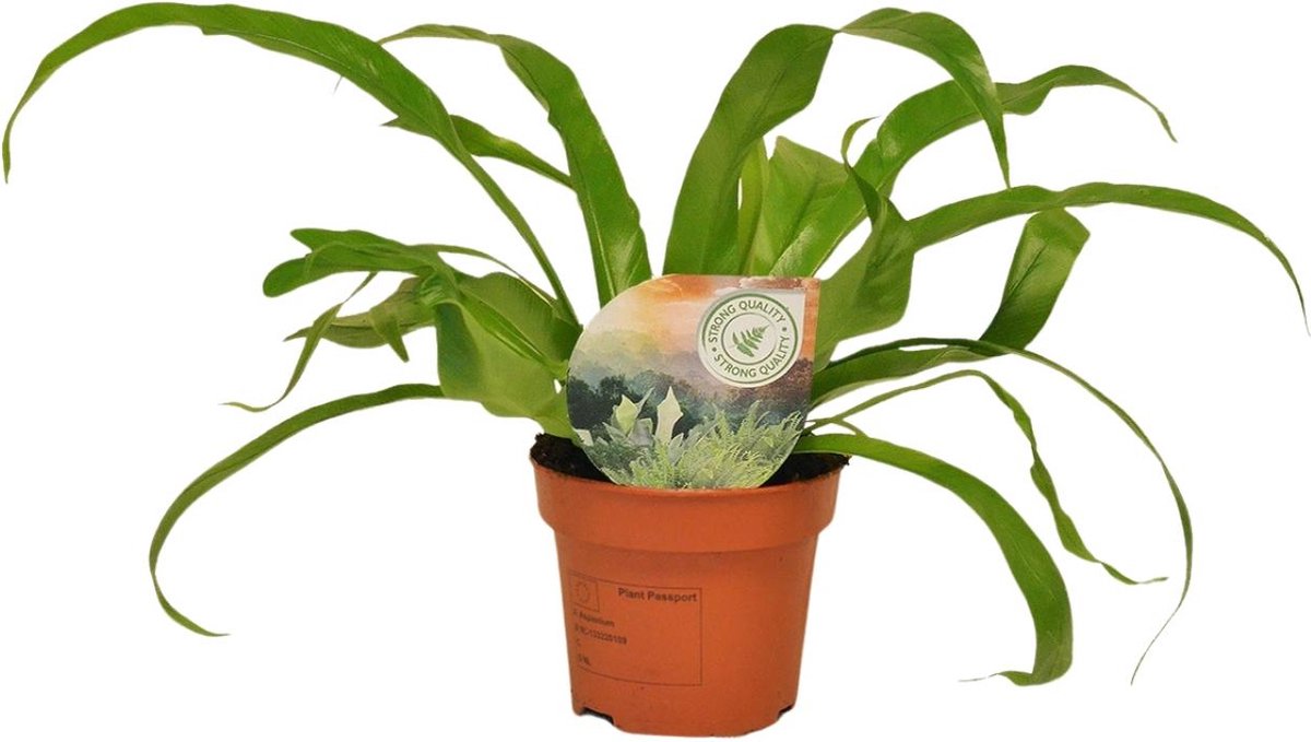 Plantenboetiek.nl | Asplenium Antiquum - Ø12cm - 30cm hoog - Kamerplant - Groenblijvend