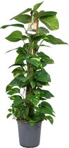 Plantenboetiek.nl | Scindapsus Epipremnum - Kamerplant - Hoogte 120cm - Potmaat 24cm