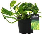 Plantenboetiek.nl | Scindapsus (Epipremnum) N'joy Gold - Ø12cm - 25cm hoog - Kamerplant - Groenblijvend