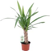Plantenboetiek.nl | Yucca - Kamerplant - Hoogte 50cm - Potmaat 12cm
