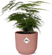 Plantenboetiek.nl | Asparagus Setaceus ‘Plumosus’ in ELHO Vibes Fold roze - Kamerplant - Hoogte 35cm - Potmaat 14cm