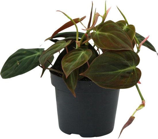 Plantenboetiek.nl | Philodendron Micans - Plante d'intérieur - Hauteur 15cm - Taille du pot 12cm