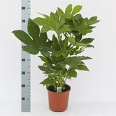 Plantenboetiek.nl | Fatsia Japonica - Kamerplant - Hoogte 70cm - Potmaat 17cm