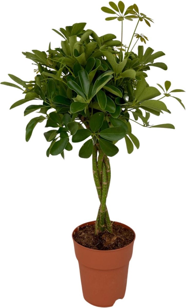 Plantenboetiek.nl | Schefflera Compacta - Ø19cm - 70-80cm hoog - Kamerplant - Groenblijvend