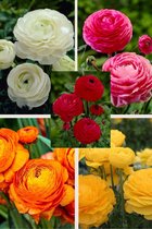 Bulbs by Brenda - Ranunculus collectie 5 kleuren - ranonkels