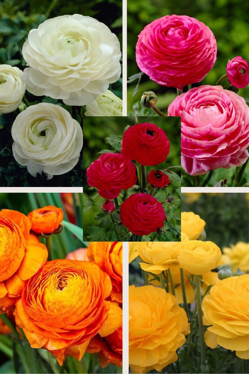 Ranunculus collectie met 5 kleuren | 50 stuks | Ranonkel