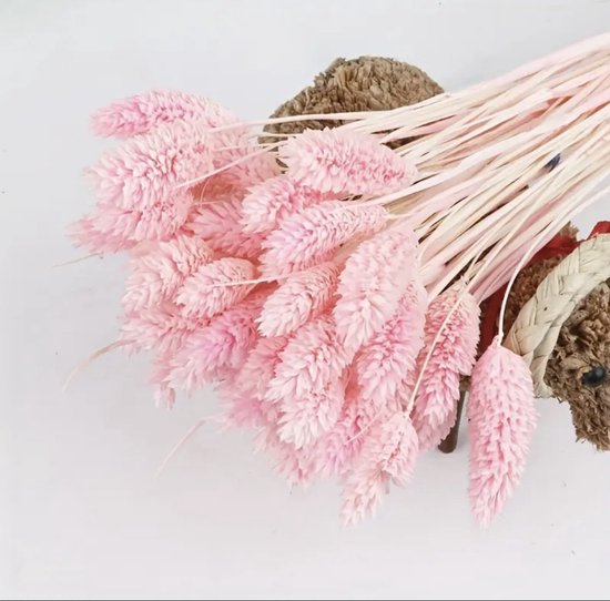Droogbloemen 100 stuks roze Konijnenstaarten Pampas Decoratie
