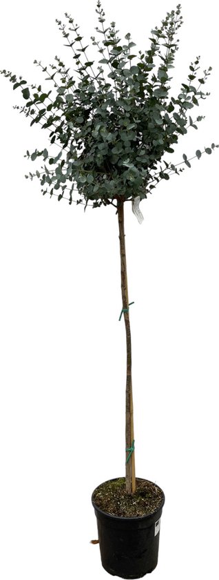 Nancy Mirabelle, Halbstamm, 150-170 Cm, Im Topf