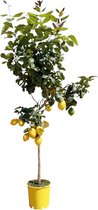 Trendyplants - Citroenboom - Tuinplant - Hoogte 170-190 cm - Potmaat Ø24cm - Citrus Lemon