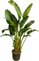 Trendyplants - Strelitzia Augusta multi stam - Paradijsvogelbloem - Kamerplant - Hoogte 240-260 cm - Potmaat Ø50cm