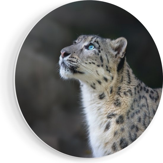 Artaza Forex cercle mural léopard aux yeux bleus - 40x40 cm - Klein - cercle mural - peinture ronde - cercle de Décoration murale