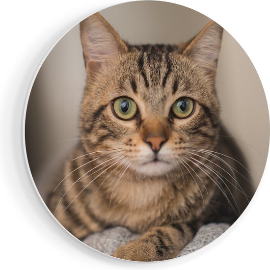 Artaza Forex cercle mural chat aux yeux larges - 40x40 cm - Klein - cercle mural - peinture ronde - cercle de Décoration murale