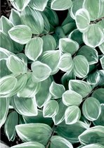Lienz® Diamond Painting volwassenen 40x50cm – Rond – Bloemen - Planten – Volledig - Pakket Volwassenen