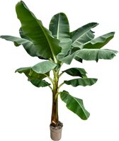 Bananenplant (Musa) - Potmaat 30cm - Hoogte 250cm