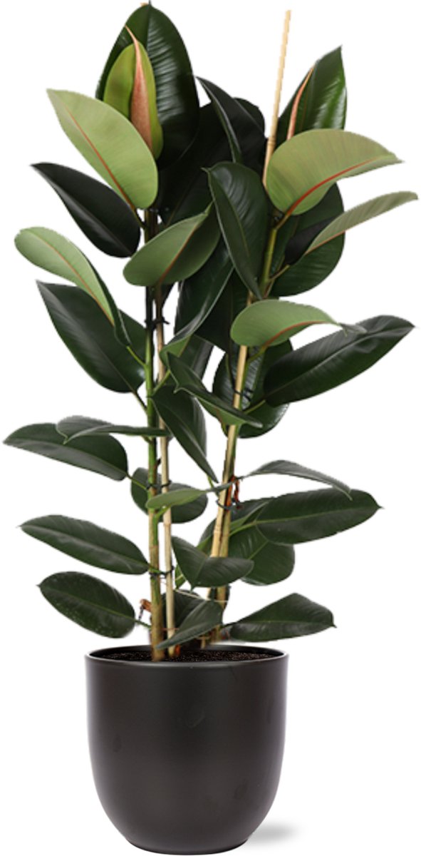 Ficus Elastica Robusta Ø24cm - 110cm in Boule ANTRACIET pot