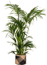 kentia-palm-in-albury-mand