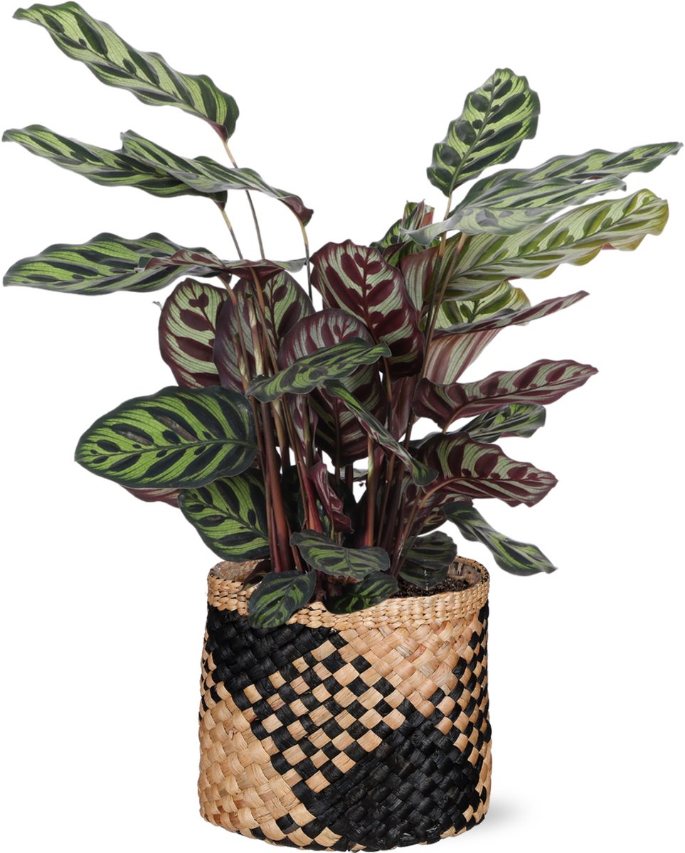 Calathea Makoyana Ø21cm - 70cm in Albury BLACK print mand