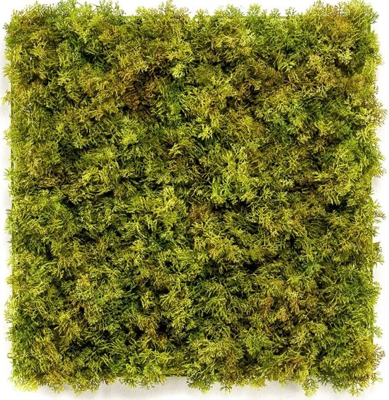 Greenmoods Kunstplanten - Kunsthaag - Nordic Mos - 50x50 cm - Voor binnen en buiten
