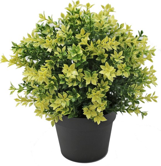 Plante artificielle Buxus jaune 22cm UV - pour l'intérieur et l'extérieur