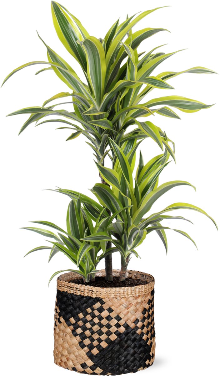 Dracaena Lemon Lime Ø21cm - 65cm in Albury BLACK print mand