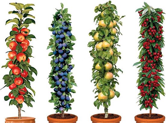 Garden Select - Mix van 4 pilaar fruitboompjes - Kers, pruim, peer en appel - Pot ⌀9cm - Hoogte 60 / 80 cm - Winterharde fruitbomen - Pilaarvorm - Kolom fruitbomen