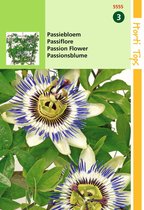 2 stuks Hortitops Passiflora caerulea Passiebloem