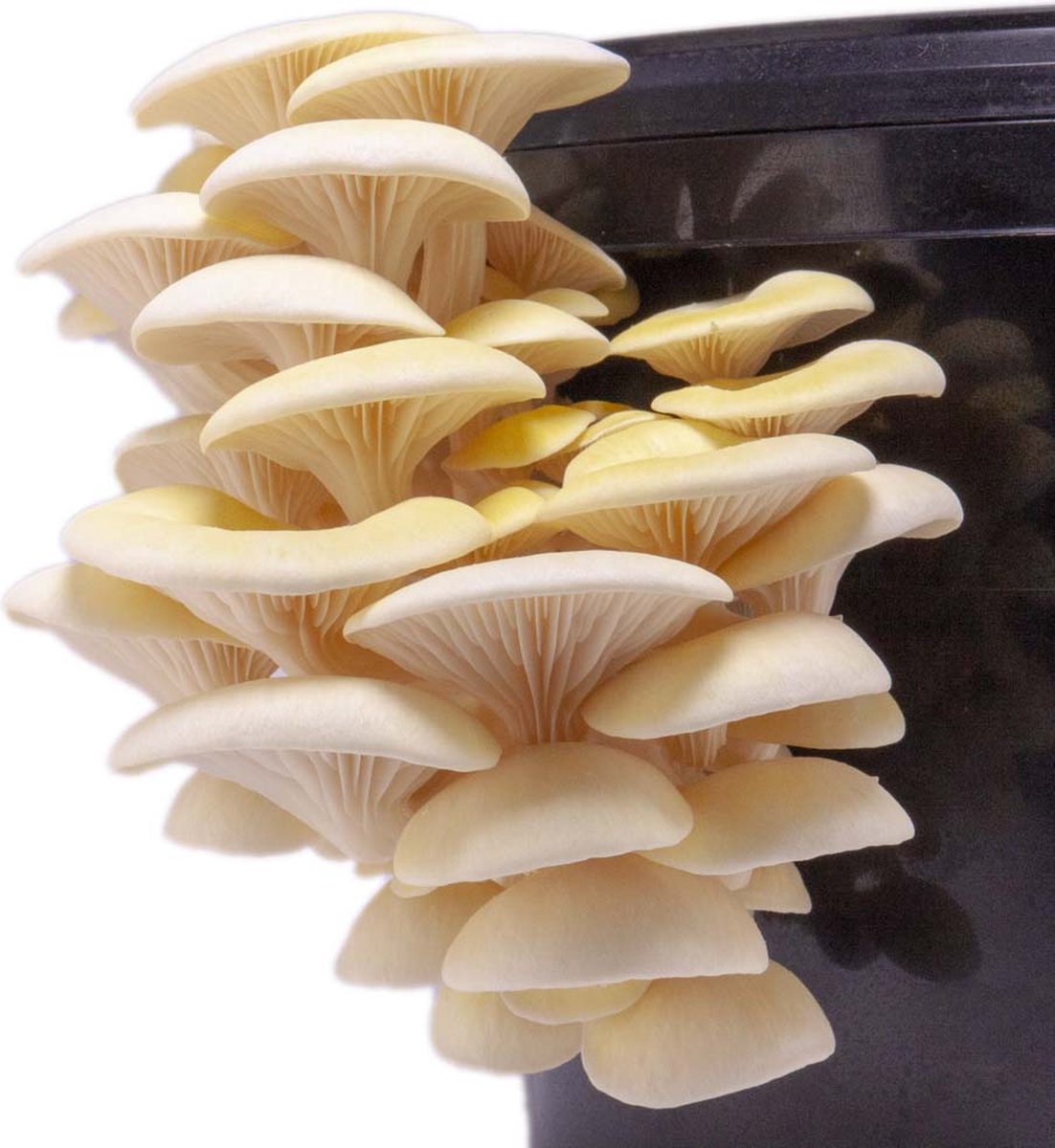 Oesterzwam broed voor gele oesterzwam 100 gram - Gele oesterzwam - Kweek paddenstoelen - Zelf paddenstoelen kweken - Pleurotus citrinopileatus - Paddestoelen kweken op koffiedik