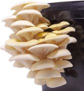 Oesterzwam broed voor gele oesterzwam 120 gram - Gele oesterzwam - Kweek paddenstoelen - Zelf paddenstoelen kweken - Pleurotus citrinopileatus - Paddestoelen kweken op koffiedik