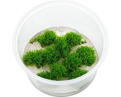 Riccardia Chamedryfolia Koraal mos - Cup 80 cc - Aquarium mos - Aquariumplant - Aquarium decoratie - Moerings
