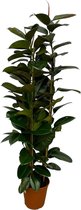 Ficus Elastica Robusta struik - 170 cm - Ø27cm