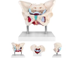 Anatomie model bekken en bekkenbodemspieren, vrouw