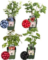 Plants by Frank | "Vruchtenparadijs" BIO Fruitplanten mix set van 4 verschillende soorten | 100% Biologisch gekweekt | Fruittuin | Fruit | Planten | Tuinplanten