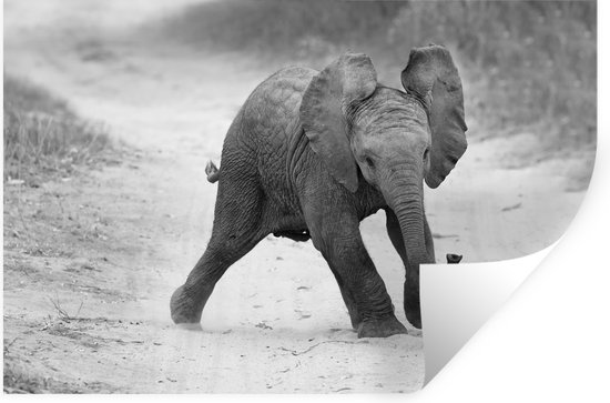 Sticker Muursticker Eléphants - Bébé éléphant marchant dans le sable en noir et blanc - 60x40 cm - film adhésif autocollant - sticker mural repositionnable