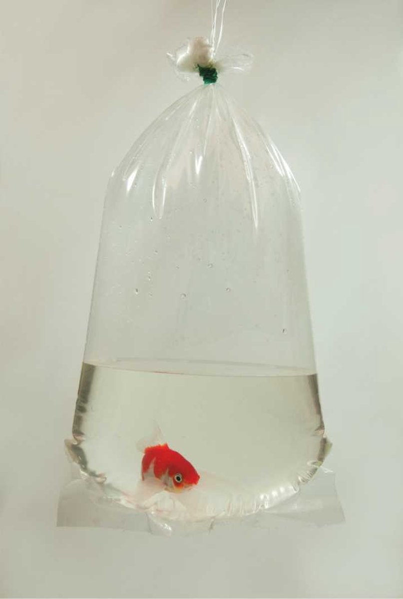 Happet - Plastic Fish Bag 25x50cm 100pcs Happet (s-c023an) - S-c023an - 100st