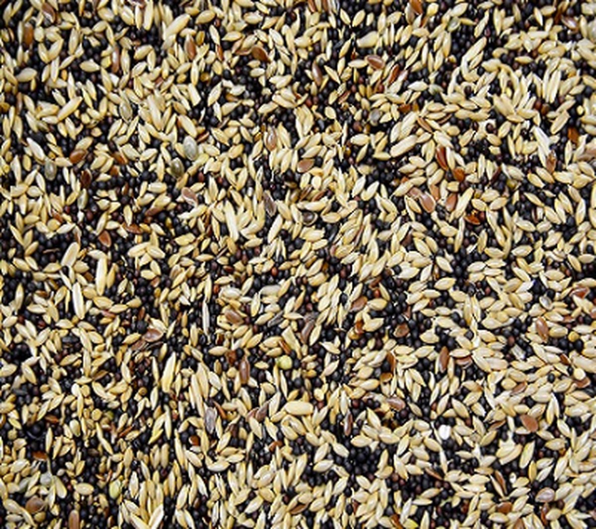 Vogro kanarie zangzaad - kanarievoer - kanariezaad 2.5 kg.