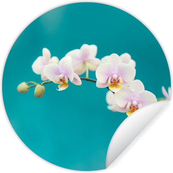 WallCircle - Muurstickers - Behangcirkel - Orchidee - Bloemen - Plant - Wit - Paars - 80x80 cm - Muurcirkel - Zelfklevend - Ronde Behangsticker