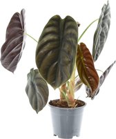 Trendyplants special - Alocasia Red Secret - Kamerplant - Hoogte 25-45 cm - Potmaat Ø14cm