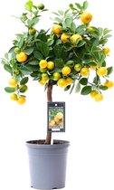 Trendyplants - Citrus Calamondin - Sinaasappelboom - Tuinplant - Hoogte 35-55 cm - Potmaat Ø15cm